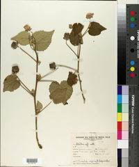 Image result for Abutilon englerianum