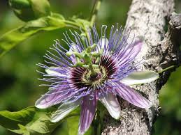 Purple Passion Flower Purple Passion Flower Passion Flower Unique Plants