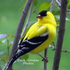 American Gold Finch Print Male Yellow Summer Plumage Wild Canary Golden Color Funny Birds Pet Birds Backyard Birds