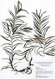 Image result for Potamogeton richardii