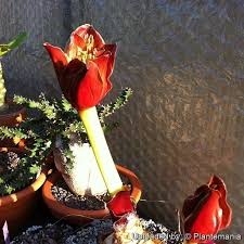 Image result for Scadoxus puniceus