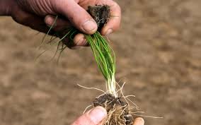 Today, we're talking about trimming buds. How To Harvest Chives Without Killing The Plant