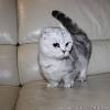 1991 wurde die munchkin katze erstmals in new york im madison square garden ausgestellt und 1994 in das zuchtprogramm der tica (the international cat association). 1