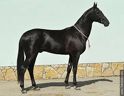 Black And White Mustang Horse For Sale Akhal Teke Horses For Sale Makhaon Maulit Khonobah Akhal Teke Horses Akhal Teke Teke