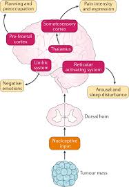 • unusual irritability or aggression. Balancing Opioid Analgesia With The Risk Of Nonmedical Opioid Use In Patients With Cancer Nature Reviews Clinical Oncology