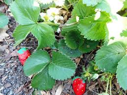 However, at certain times of the year, they can cause more or less important damage. How To Keep Birds From Eating Your Berries