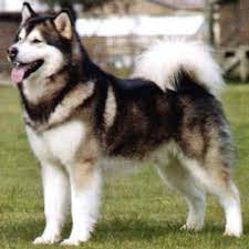 Anjing ini telah menemani para suku nomaden di wilayah yang membentang dari selat bering hingga amerika utara sejak 4.000 tahun lalu. How To Train Alaskan Malamute Dogs Alaskan Malamute Puppies Malamute Puppies Malamute Dog