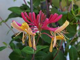 Honeysuckle, genus of about 180 species of ornamental shrubs and climbers of the family caprifoliaceae. Honeysuckles Plant Care And Collection Of Varieties Garden Org