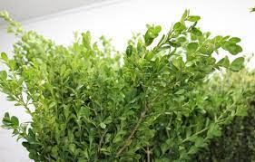 Boxwood Stevens And Son Wholesale Florist
