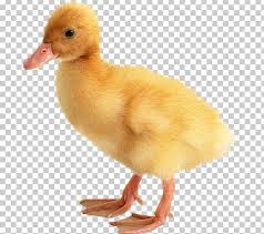 The pekin duck is a domesticated duck widely used for egg and meat production. Baby Ducks American Pekin Desktop Monster Hunter 4 Png Clipart American Pekin Animal Animals Baby Ducks