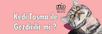 Kedi