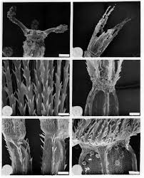 Image result for Mikania sagittifera