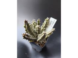 Image result for Huernia kirkii