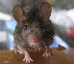 However in many cases the mattress and furniture are infested and very difficult to deal with. Is My Landlord Responsible For Mice Beier Law
