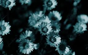 White rose flowers in black background 4k hd flowers. Dark Flower Wallpapers Top Free Dark Flower Backgrounds Wallpaperaccess