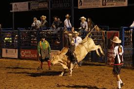 Camel beauty contest in saudi arabia. Rodeo Benson Mule Days