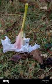 Image result for Dolichandrone alba