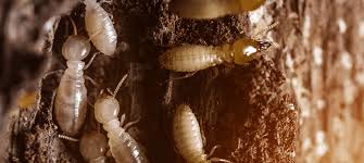 We provide pest control services in maryborough, hervey bay & surrounding regions. Sunshine Coast Termite And Pest Control Sunshine Coast Termite And Pest Control