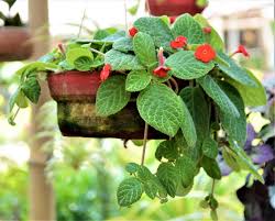 Image result for episcia