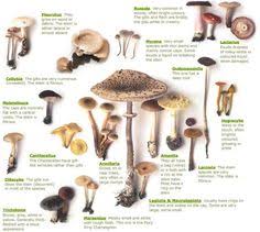Community supported agriculture (csa) farms : 15 Mushies Ideas Stuffed Mushrooms Poisonous Mushrooms Fungi