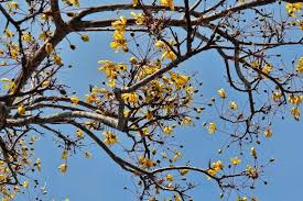 Image result for Cassia abbreviata