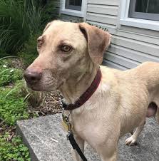 Hi my name is sarah, owner of homeward bound pet care. Homeward Bound Animal Rescue Reviews And Ratings Mechanicsburg Pa Donate Volunteer Review Greatnonprofits