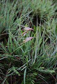 Image result for Themeda triandra