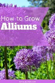 How To Grow Alliums In Your Garden Natalie Linda Beautiful Flowers Garden Flowers Perennials Allium Flowers