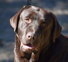 Our pedigrees include many english lines. Hanova Labradors Labrador Retriever Breeders