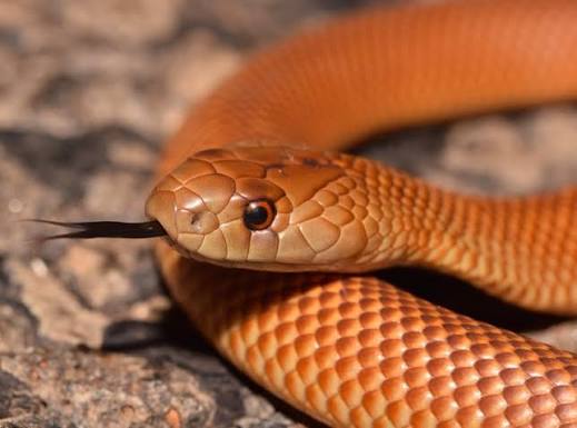 Snake
