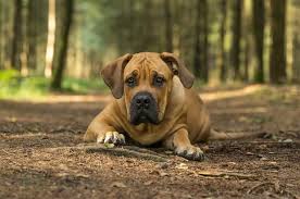 boerboel dog what you should know about south african