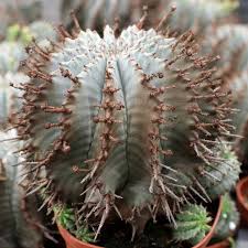 Image result for Euphorbia unicornis