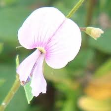 Image result for Tephrosia meisneri