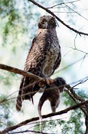 Owls eat other living things as they are carnivores, including a variety of small animals, rats, mice, birds, amphibians, small mammals, rabbits, moles, and skunks. Powerful Owl Edendale Community Environment Farm