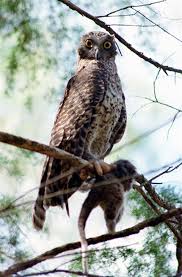 Why is hunting more important to owls/raptors than it is for felids (servals, tigers, sand cats), canids (fox, wolves, hunting dogs), and. Powerful Owl Edendale Community Environment Farm