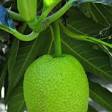 Breadfruit