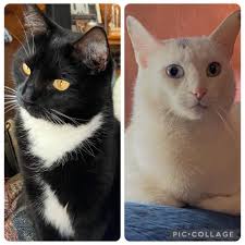 Fall River cat owners share photos