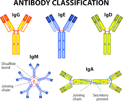 high igd in periodic fever syndromes saidsupport org