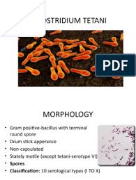 Tetani spores are extremely hardy and can be found globally in soil or in the gastrointestinal tract of animals. Clostridium Tetani Rashmi 777 Pdf Botulinum Toxin Microbiology