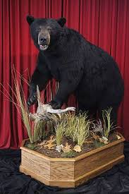Black Bear Half Mounts Prices Black Bear Taxidermy Black Bear Bear Mounts Bear
