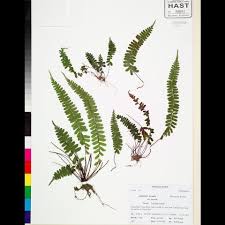 Image result for Asplenium normale