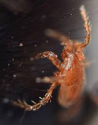 A change in conditions can cause one type of symbiotic relationship to shift to another type. Bumblebee Mites Bumblebee Conservation Trust