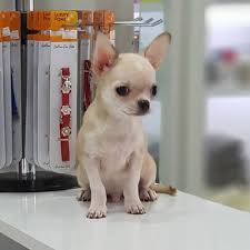 Satilik Mini Chihuahua Yavrularimiz Satilik Mini Chihuahua Yavrularimiz Kopek Kopekseverler Kopeksahiplend Chihuahua Puppies Teacup Chihuahua Chihuahua