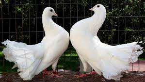 Pin By Amanda Wills On Doves Backyard Birds Watching Pet Birds Types Of Pet Birds