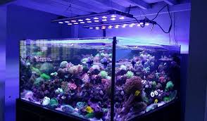 We did not find results for: Led Aquarium Light 176w Coral Reef Led Fish Tank Light Programmable Sunrise Sunset Saltwater Lighting For Marine Tank Lightings Aliexpress