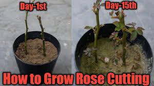 How long does it take for hibiscus to grow roots? How To Grow Hibiscus Plant Grow Hibiscus From Cuttings Youtube