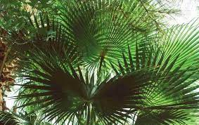 Browse our massive online plant catalog for information, growth requirements, watering frequencies, and much more! 9 Outdoor Plants That Are Safe For Pets In Florida Space Coast Pet Services