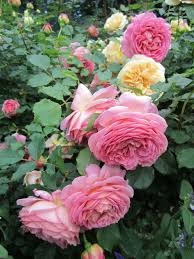 Super Jardin Plantes Flowers Beautiful Flowers Et Pretty Roses