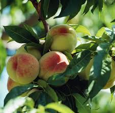 I've put together this list for those interested in beginning to research an orchard or fruit tree grove. Peach Trees Planting Growing And Harvesting Peaches The Old Farmer S Almanac