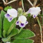 Image result for Craterostigma hirsutum